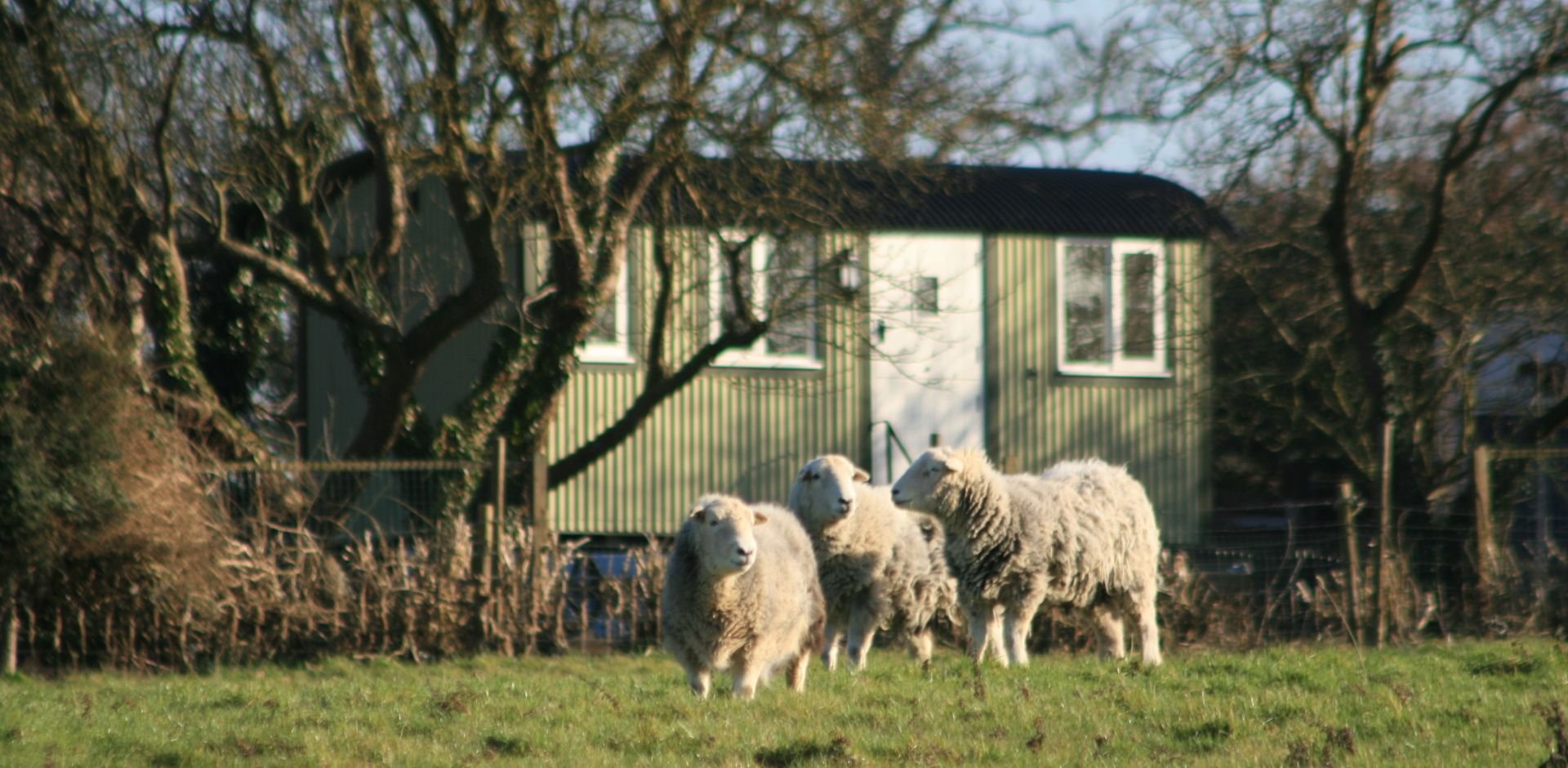 Farm located shepherds hut with sheep in a field in front of it